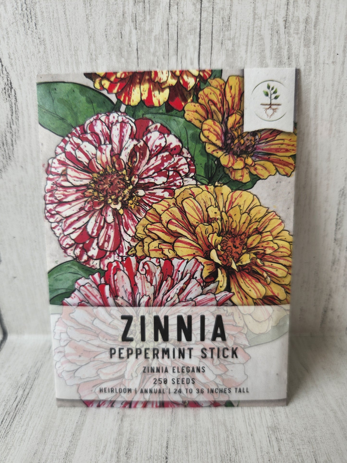 Zinnias - Peppermint stick